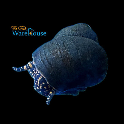 Orange Spotted Papua 'Blueberry' Snail (Filopaludina sp. orange spot)