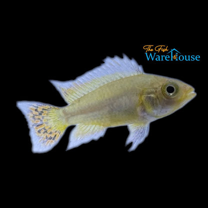 Golden Apisto. Cacatuoides (Apistogramma cacatuoides golden)