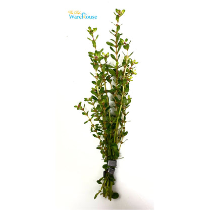 Bonsai Ammania (Rotala indica 'Bonsai')