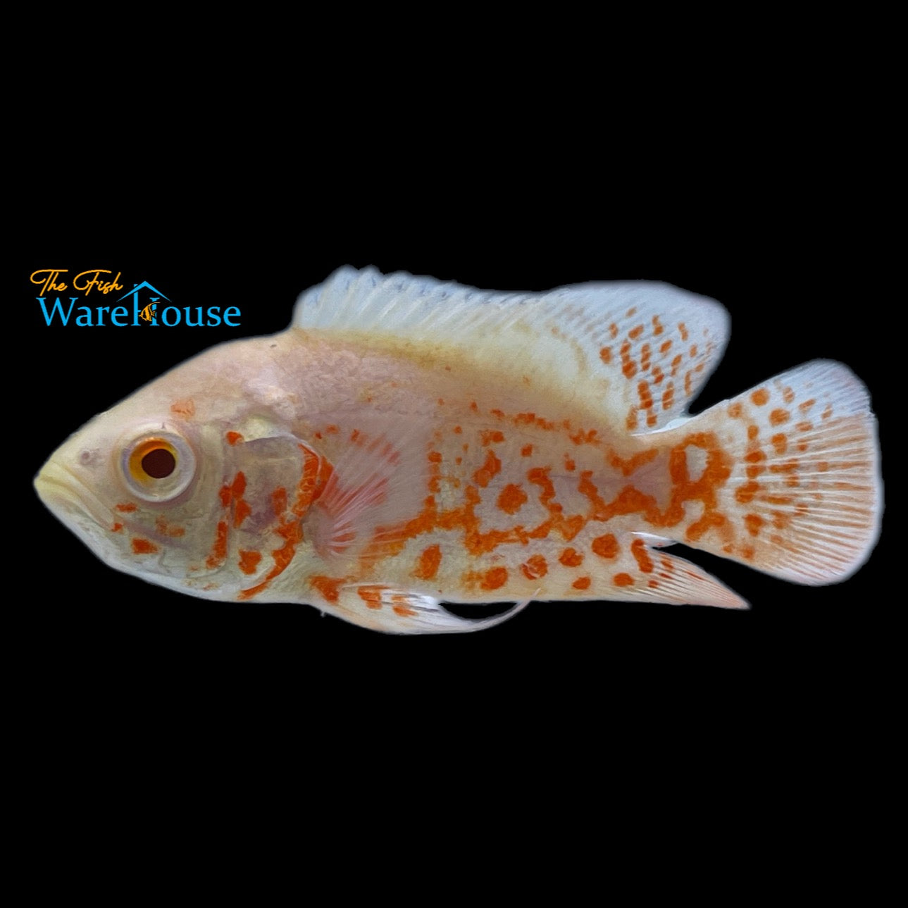 Albino Tiger Oscar (Astronotus ocellatus)