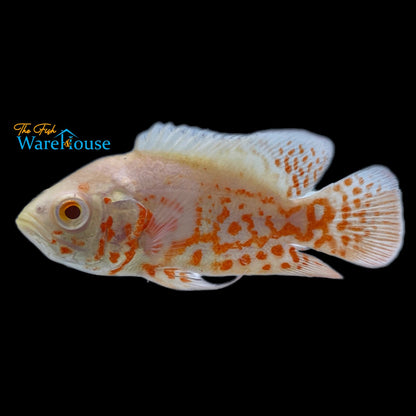 Albino Tiger Oscar (Astronotus ocellatus)