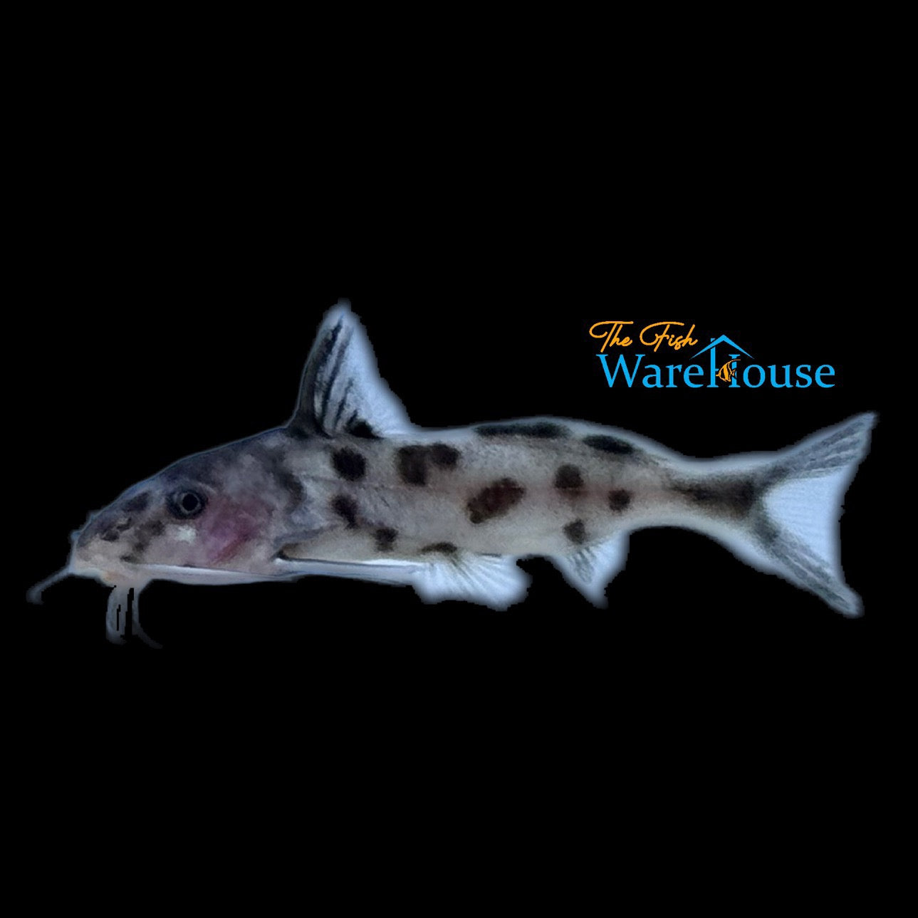 White Synodontis Polli