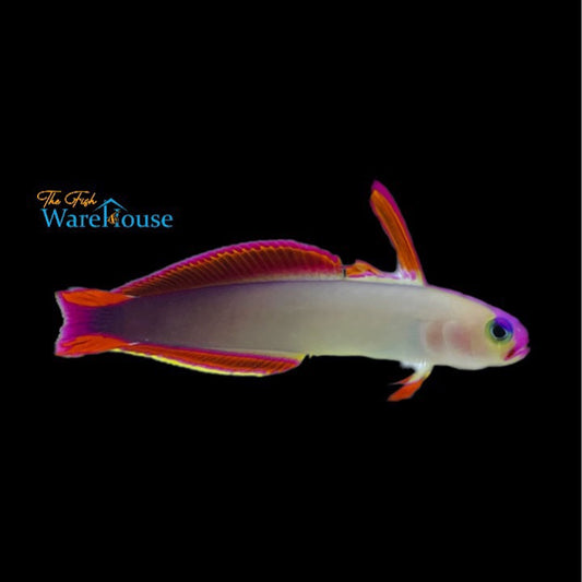 Purple Firefish (Nemateleotris decora)