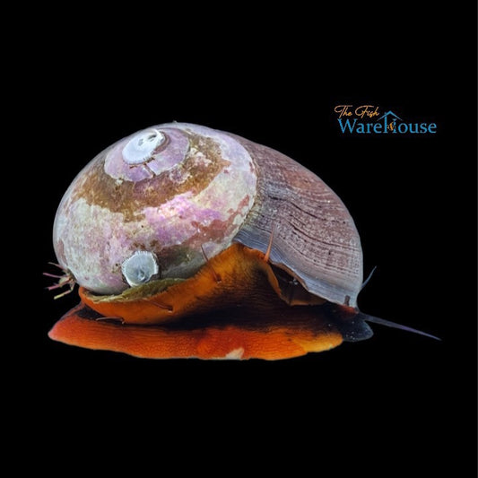 Red Foot Moon Snail (Norrisia norrisii)