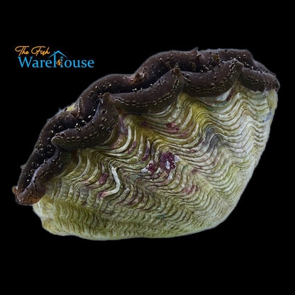 Crocea Clam - Aquacultured (Tridacna crocea)