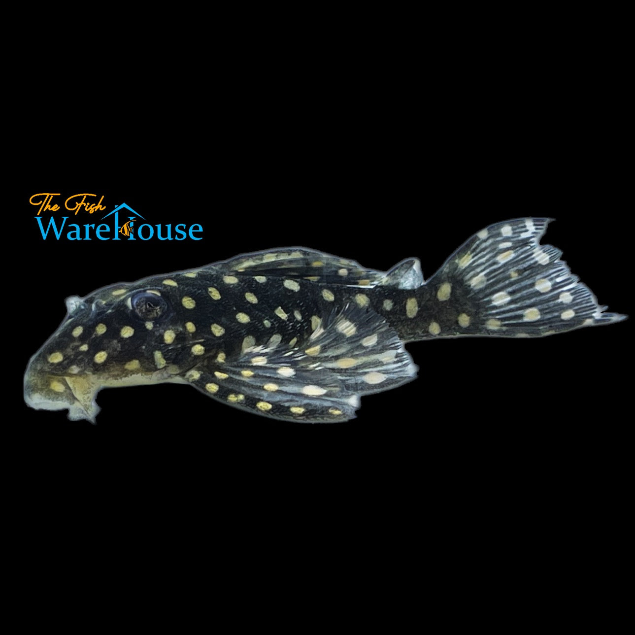 Dwarf Snowball Pleco L471 (Hypancistrus sp. L471)