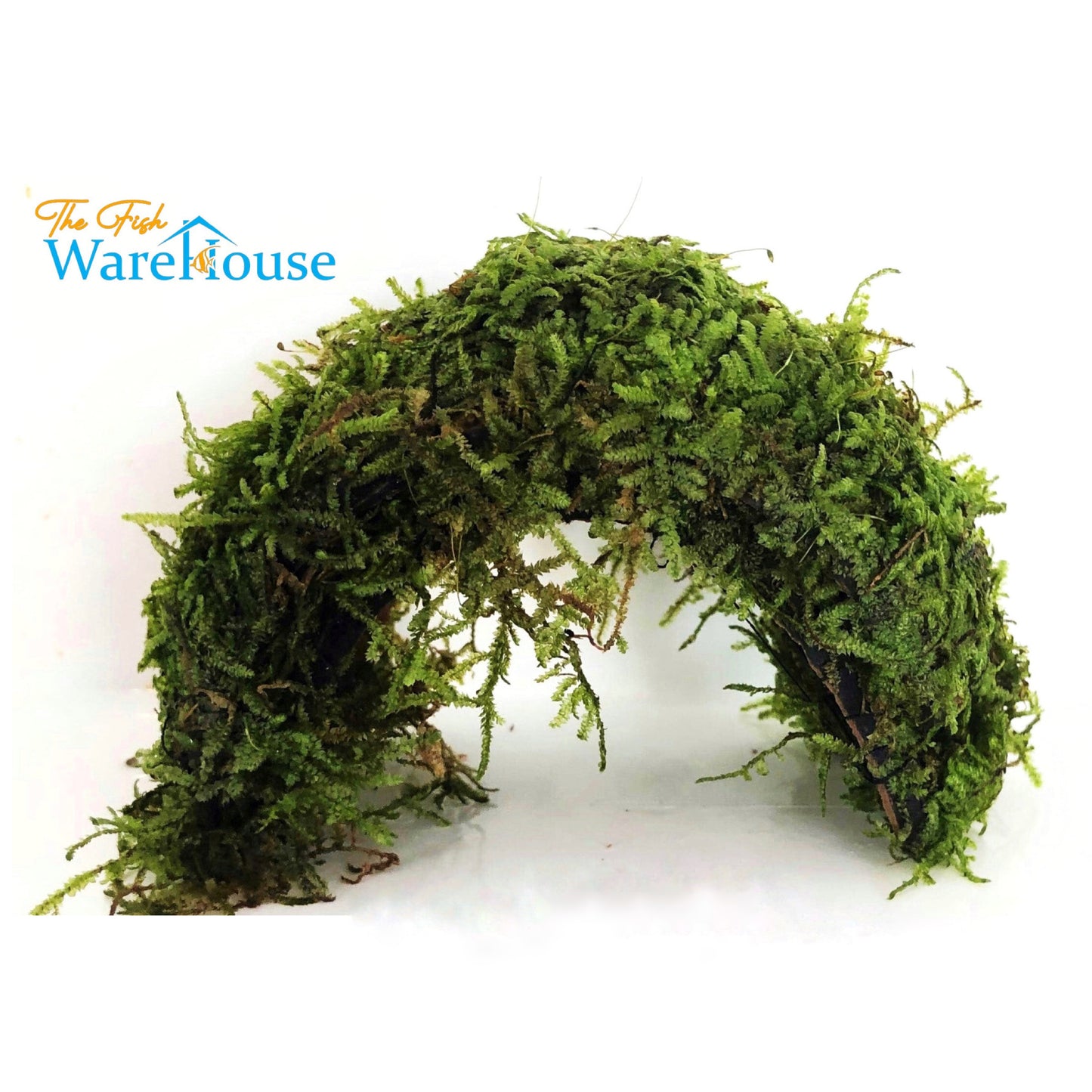 Christmas Moss Bridge (Vesicularia montagnei)