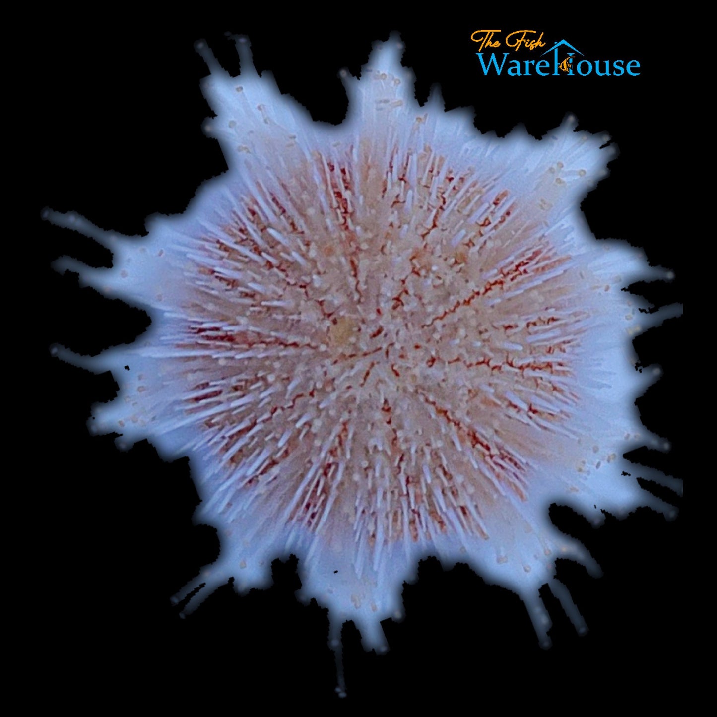 Pink Sea Urchin (Salmacis sp.)