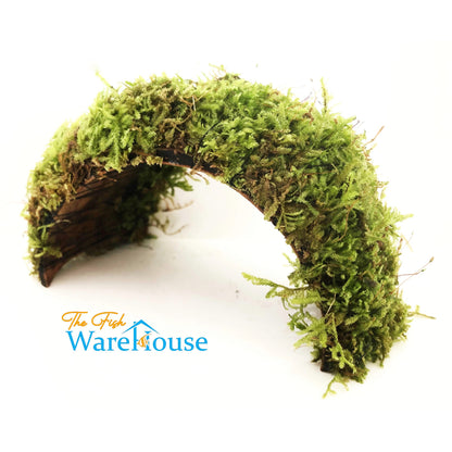 Christmas Moss Bridge (Vesicularia montagnei)