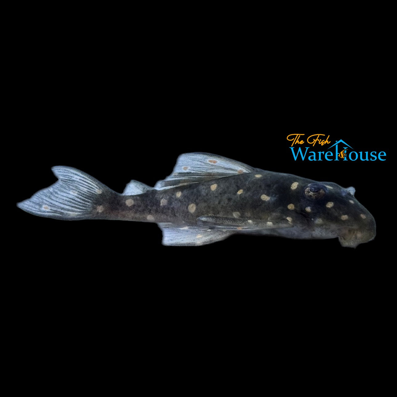 Dwarf Snowball Pleco L471 (Hypancistrus sp. L471)