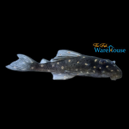 Dwarf Snowball Pleco L471 (Hypancistrus sp. L471)