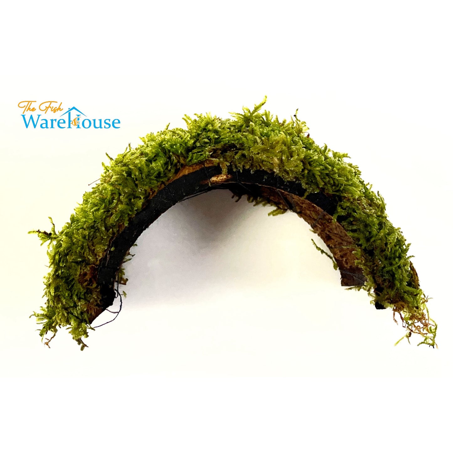 Christmas Moss Bridge (Vesicularia montagnei)