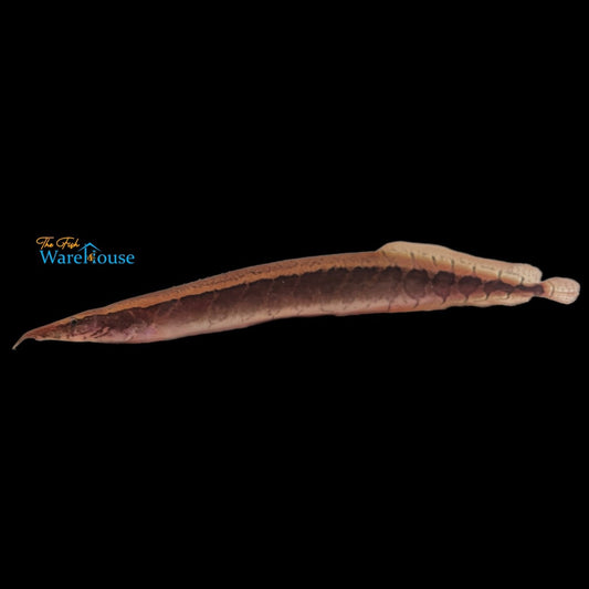 Borneo Python Eel (Mastacembelus circumcinctus)