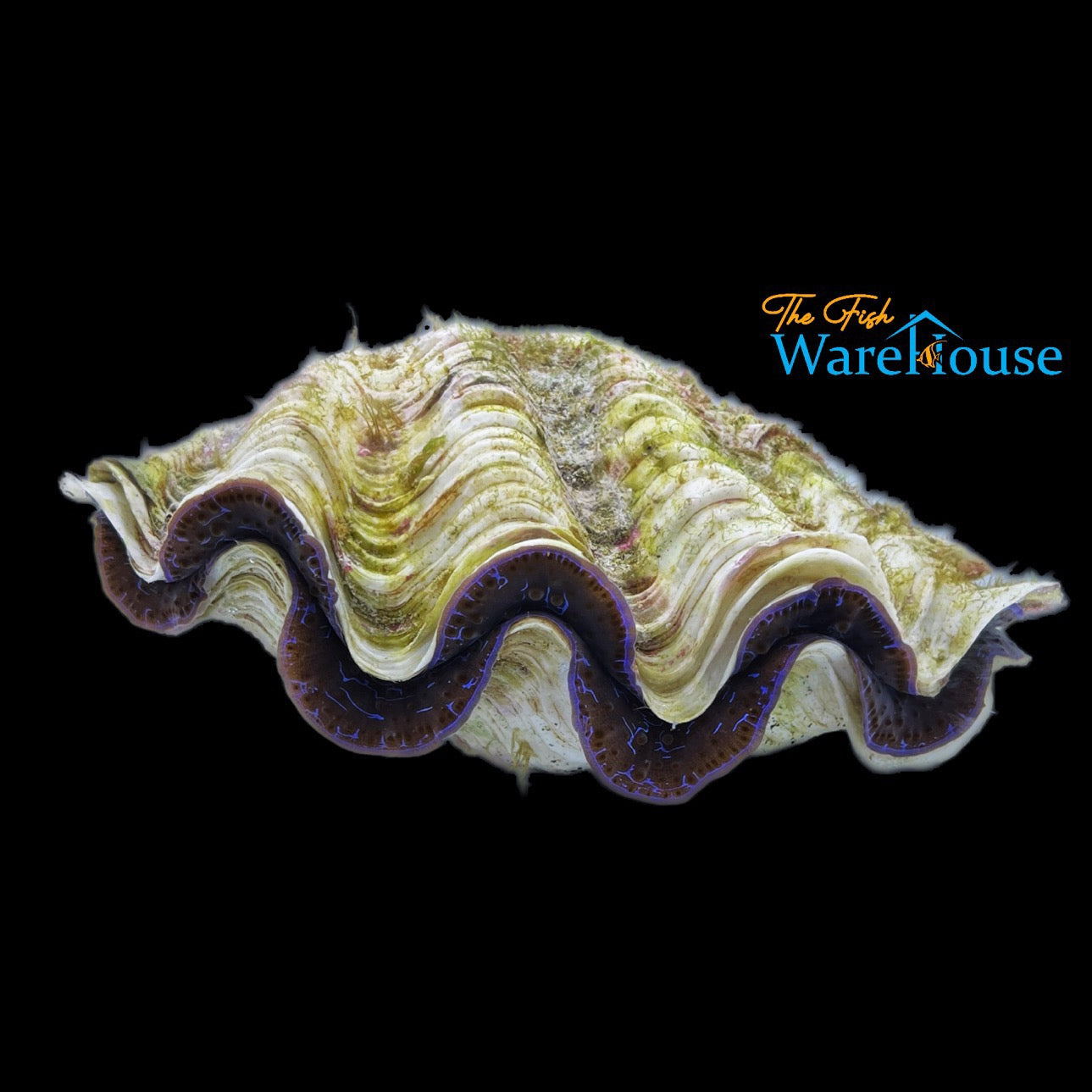 Blue Maxima Clam - Aquacultured (Tridacna maxima)