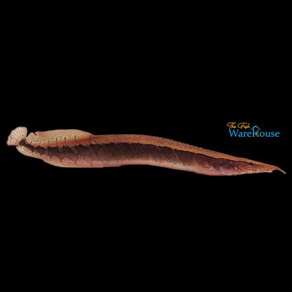 Borneo Python Eel (Mastacembelus circumcinctus)