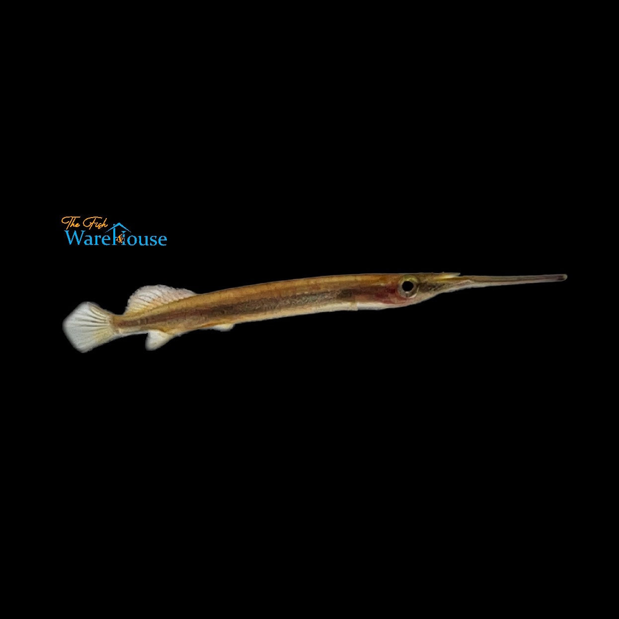 Borneo Redline Halfbeak (Hemirhamphodon tengah)