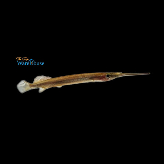 Borneo Redline Halfbeak (Hemirhamphodon tengah)