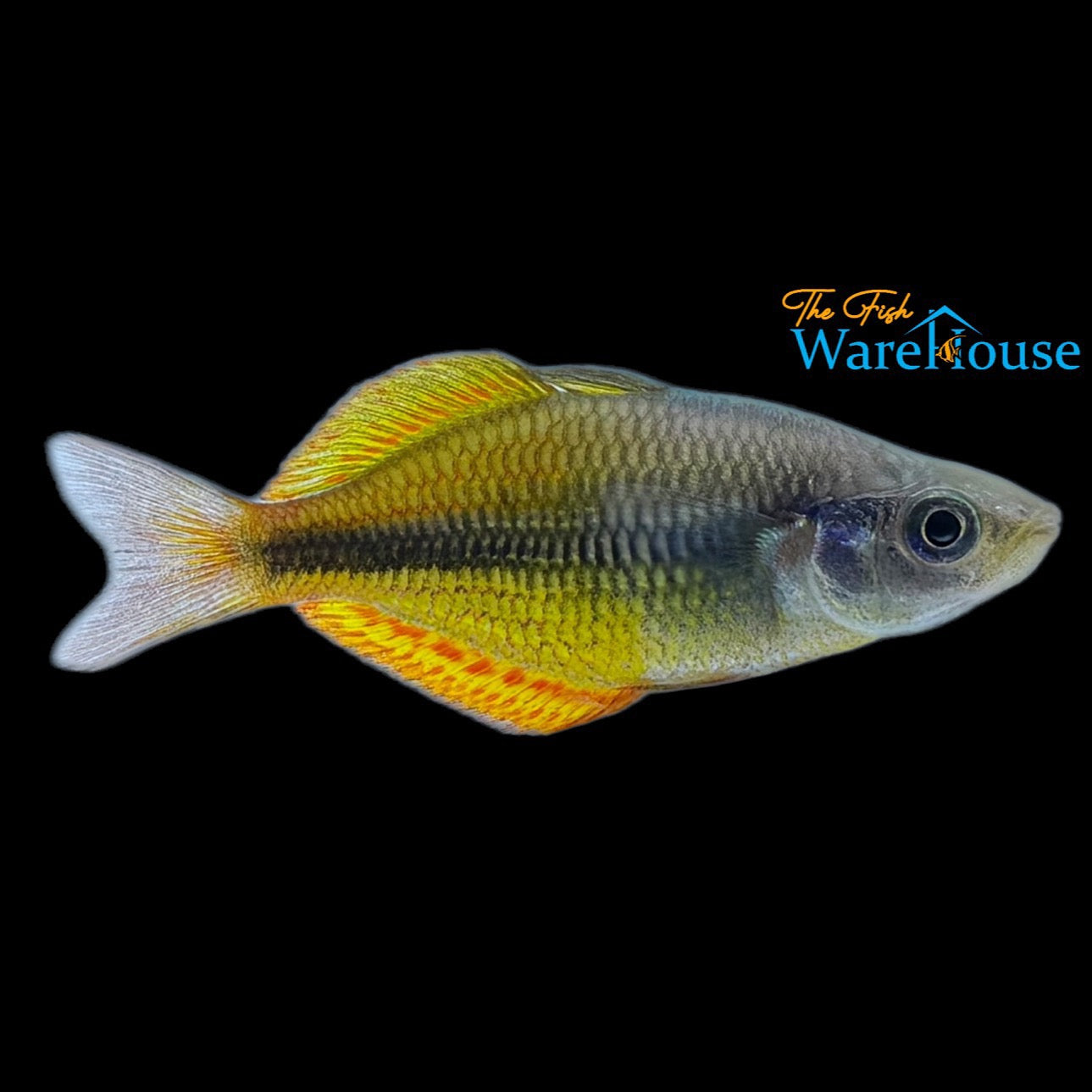 Yellow Rainbowfish (Melanotaenia herbertaxelrodi)