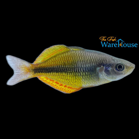 Yellow Rainbowfish (Melanotaenia herbertaxelrodi)