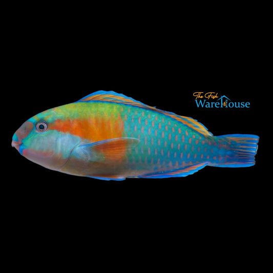 Bower's Parrotfish (Chlorurus bowersi)