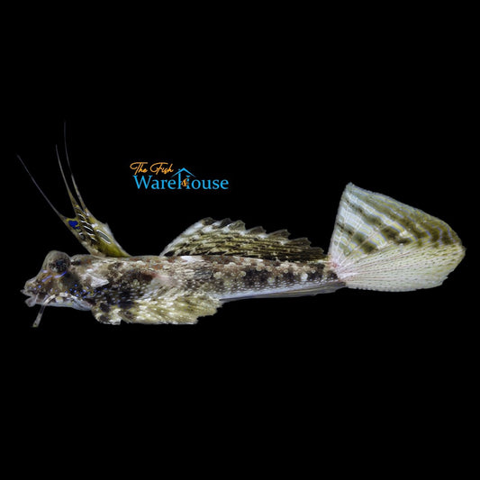 Fingered Dragonet (Dactylopus dactylopus)