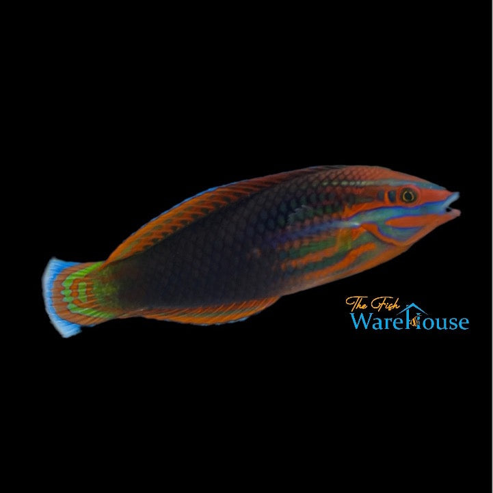 Christmas Wrasse (Halichoeres biocellatus)