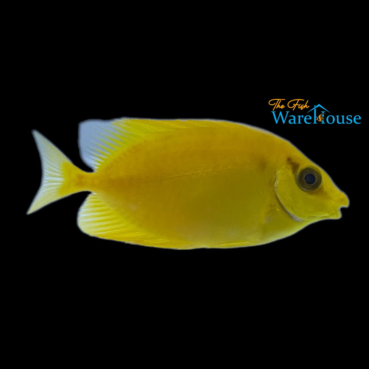 Golden 'Blackeye' Rabbitfish (Siganus puelloides)