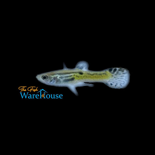 Black Cobra Endler's Livebearer (Poecilia wingei)