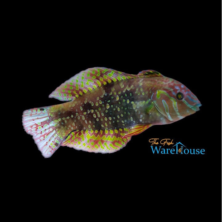 Finspot Wrasse (Xenojulis margaritacea)