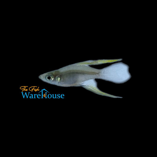 Balloon Threadfin Rainbowfish (Iriatherina werneri)