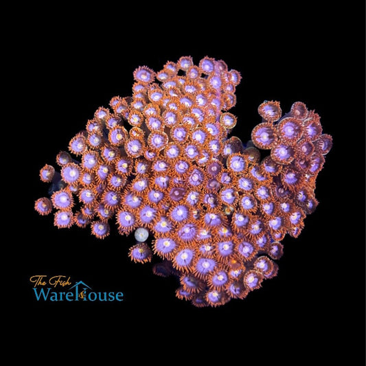 Fire & Ice Zoa Coral (Zoanthid sp.)