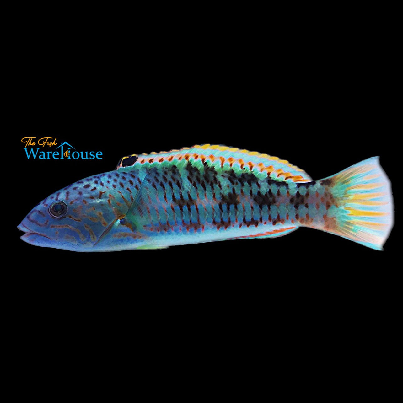 Ladder Christmas Wrasse (Thalassoma trilobatum)