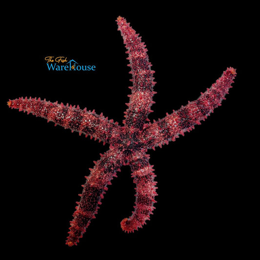 Bradley's Sea Star (Mithrodia bradleyi)