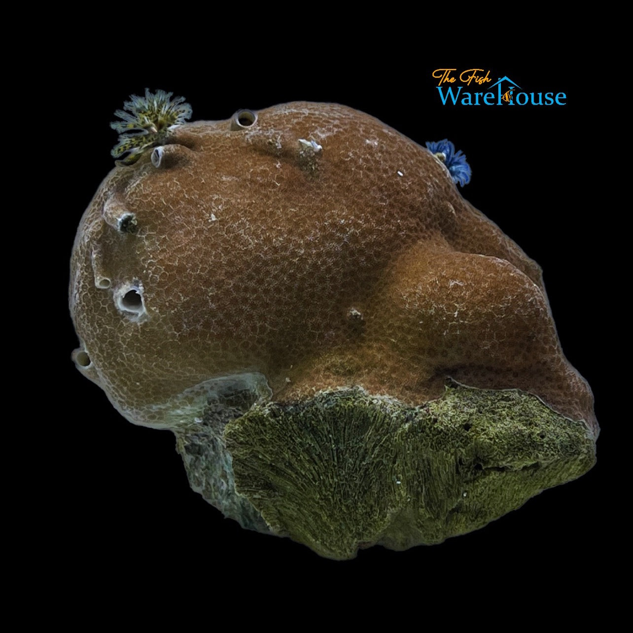 Christmas Tree Worm Rock (Spirobranchus porites)