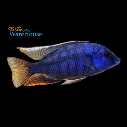 Fire Blue Ndiwe Hap (Protomelas taeniolatus 'Ndiwe')