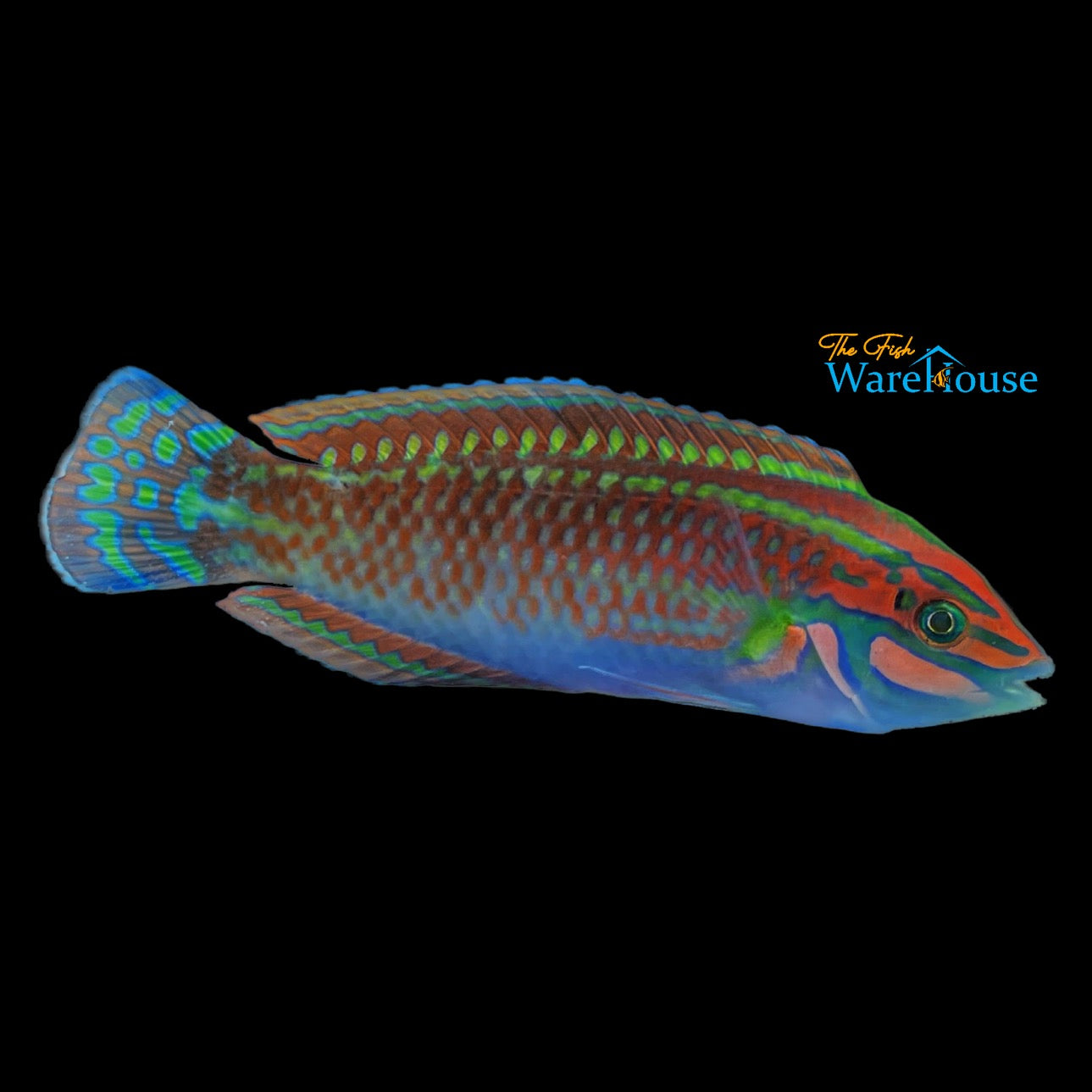 Ornate Christmas Wrasse (Halichoeres ornatissimus)