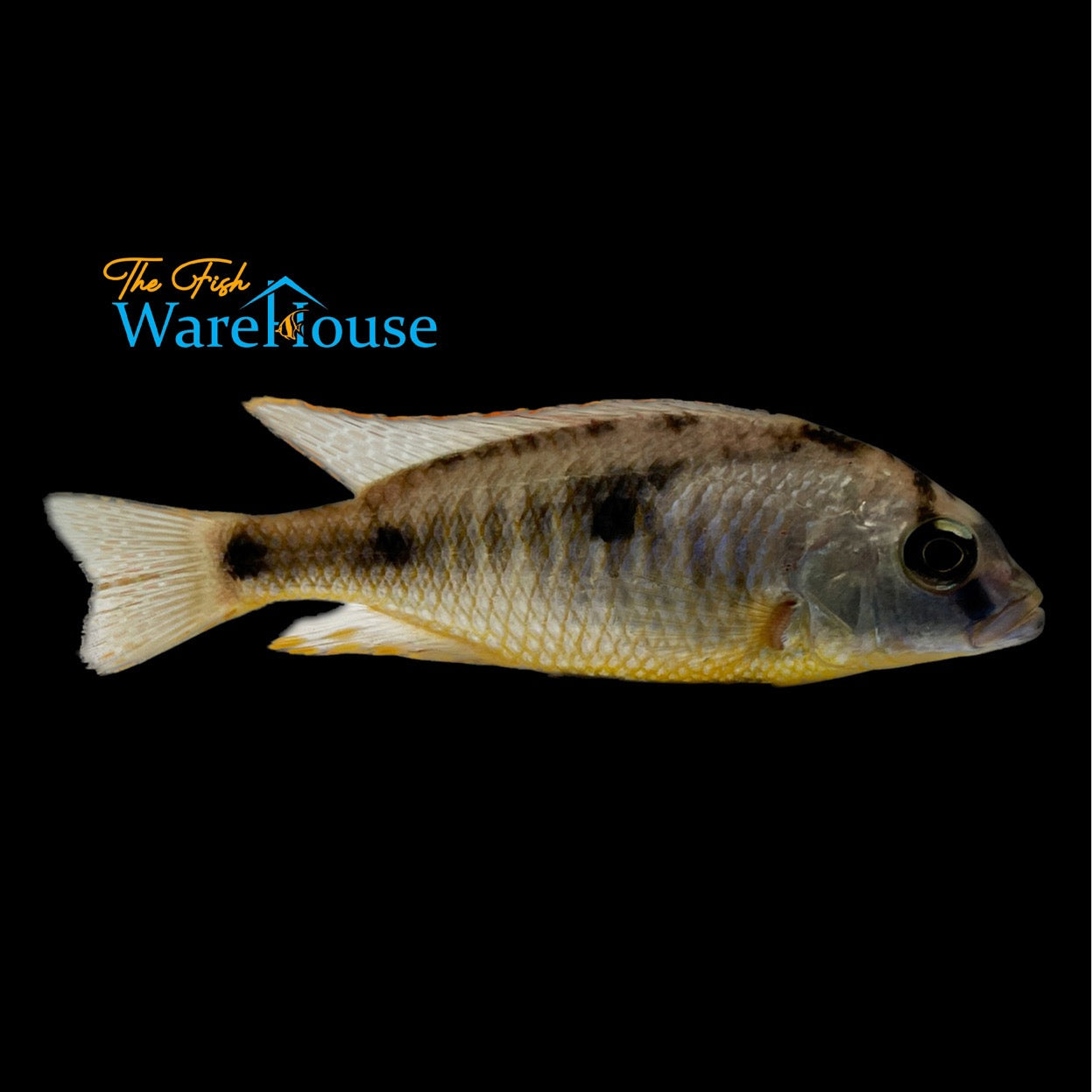 Chrysogaster Cichlid (Naevochromis chrysogaster)