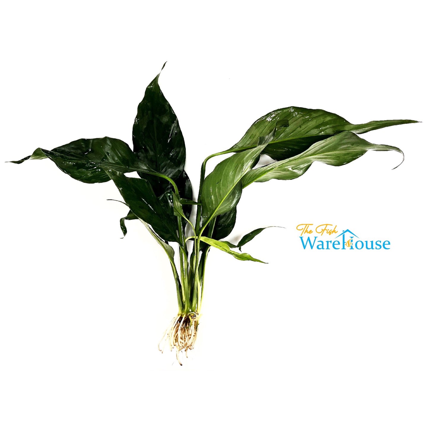 Brazilian Sword (Spathiphyllum tasson)