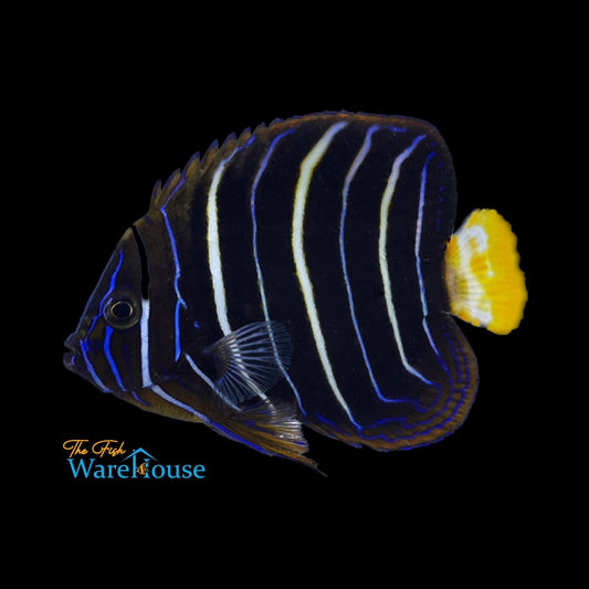 Chrysurus Angelfish - Juvenile (Pomacanthus chrysurus)