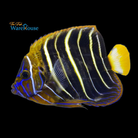 Chrysurus Angelfish - Adult (Pomacanthus chrysurus)