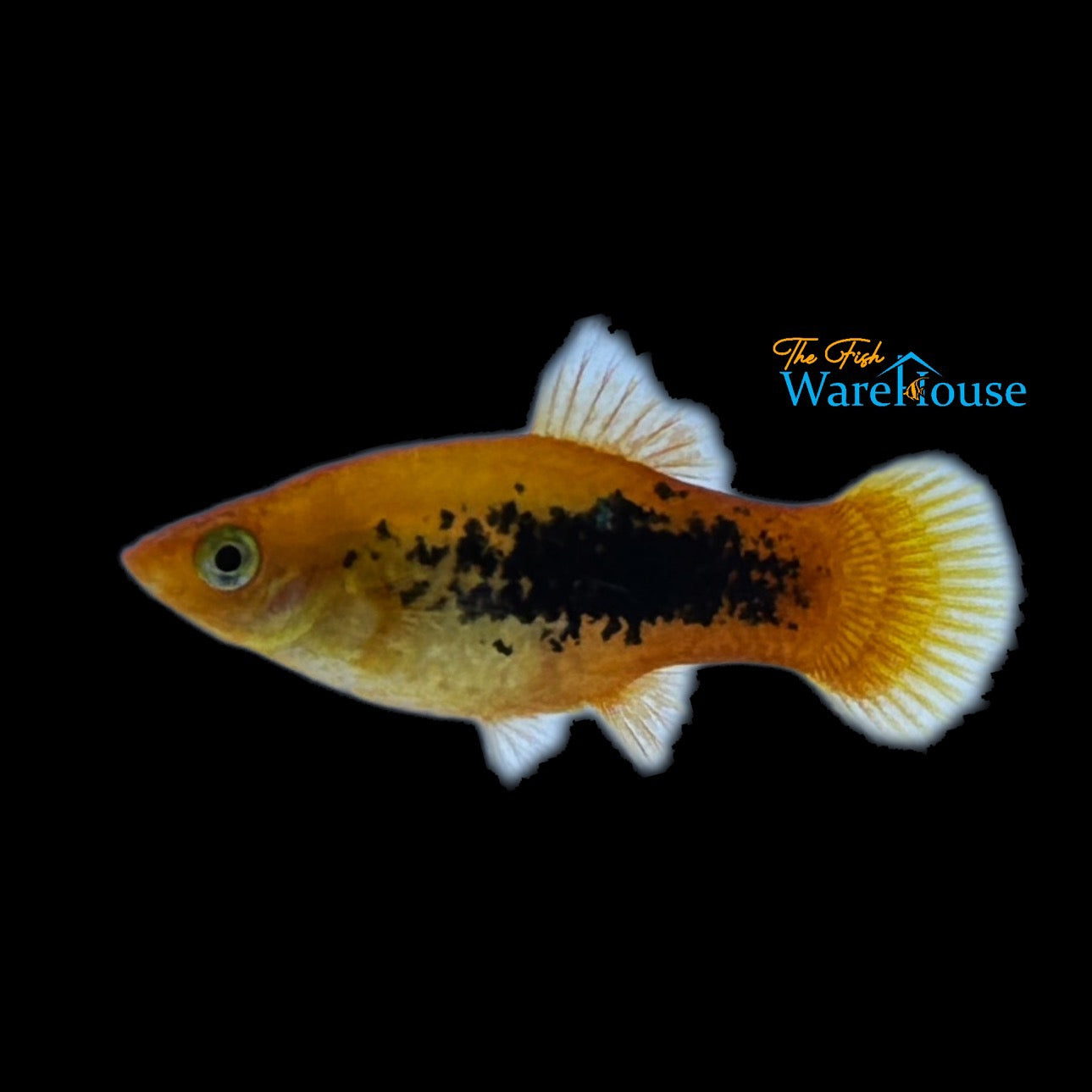 Orange Tuxedo Platy (Xiphophorus maculatus)