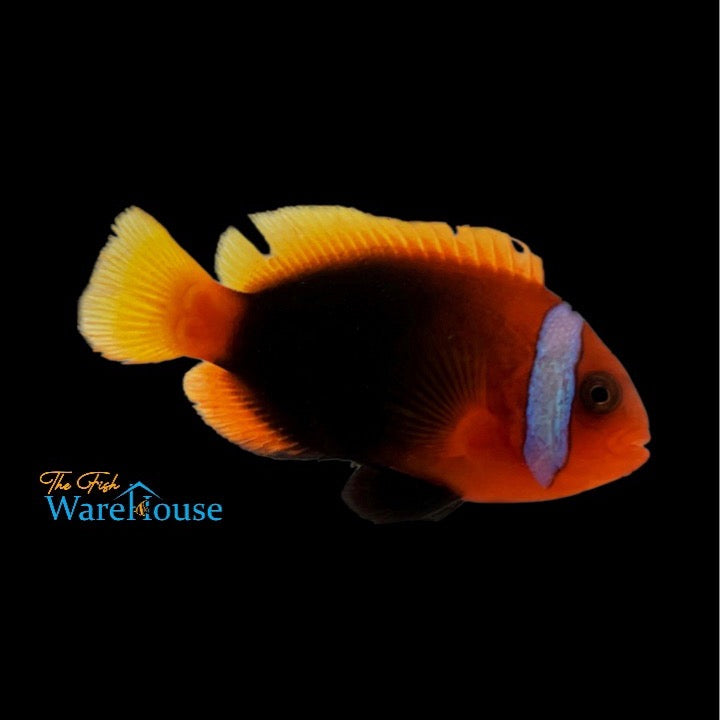 Cinnamon Clownfish - Captive Bred (Amphiprion melanopus)