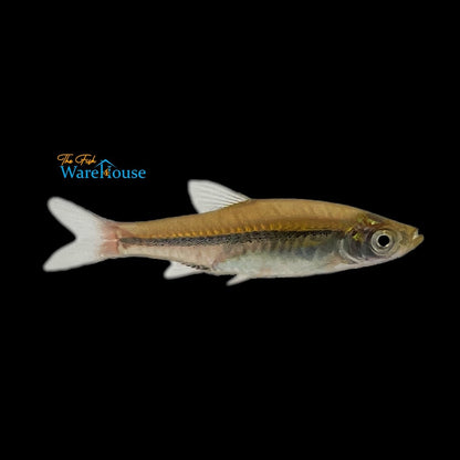 Brilliant Rasbora (Rasbora einthovenii)