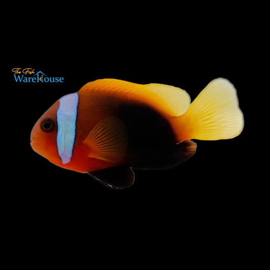 Cinnamon Clownfish - Wild (Amphiprion melanopus)