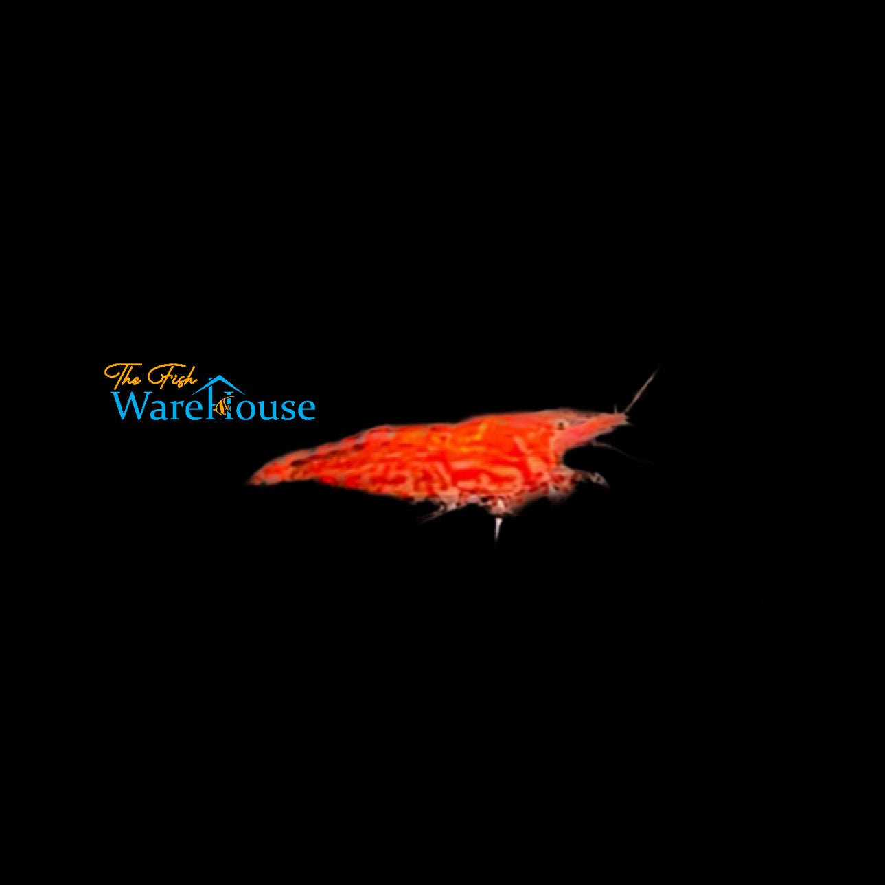 Fire Red Shrimp (Neocaridina davidi)