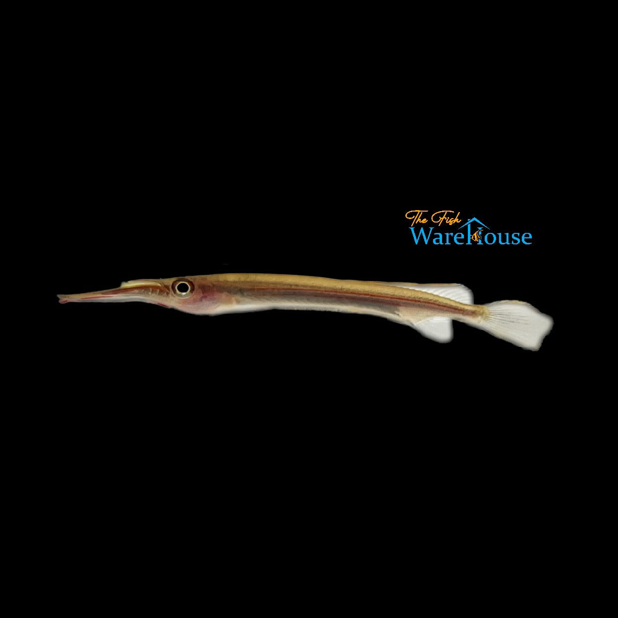 Fire Stripe Halfbeak (Hemirhamphodon kapuasensis)