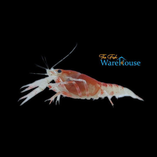 Fireball Ghost Lobster (Procambarus clarkii var. ghost)