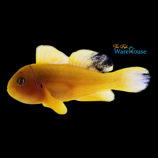 Aberrant Citron Clown Goby (Gobiodon citrinus)