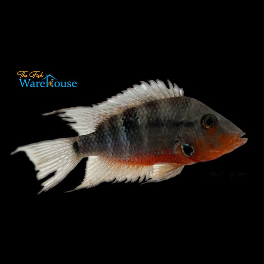 Firemouth Cichlid (Thorichthys meeki)