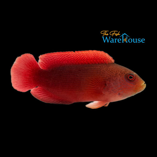 Firetail Dottyback (Labracinus cyclophthalmus)